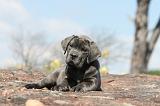 CANE CORSO 296